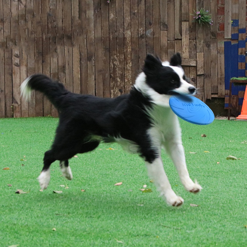 Bijtbestendige vliegende schij - Flying Disc Dog Training Toy recensie en prijs